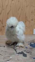 Prachtig USA zijdehoender hen wit, Dieren en Toebehoren, Pluimvee, Vrouwelijk, Kip