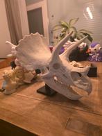 Triceratops schedel replica, Ophalen of Verzenden