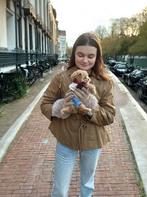 Korea maltipoo ( reu ) ouders aanwezig!, Dieren en Toebehoren, Honden | Chihuahua's en Gezelschapshonden, Eén hond, Nederland