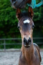 hengstveulen Vishnoe, vader Sarai L, Dieren en Toebehoren, Paarden, Minder dan 160 cm, Niet van toepassing, Dressuurpaard, 0 tot 2 jaar