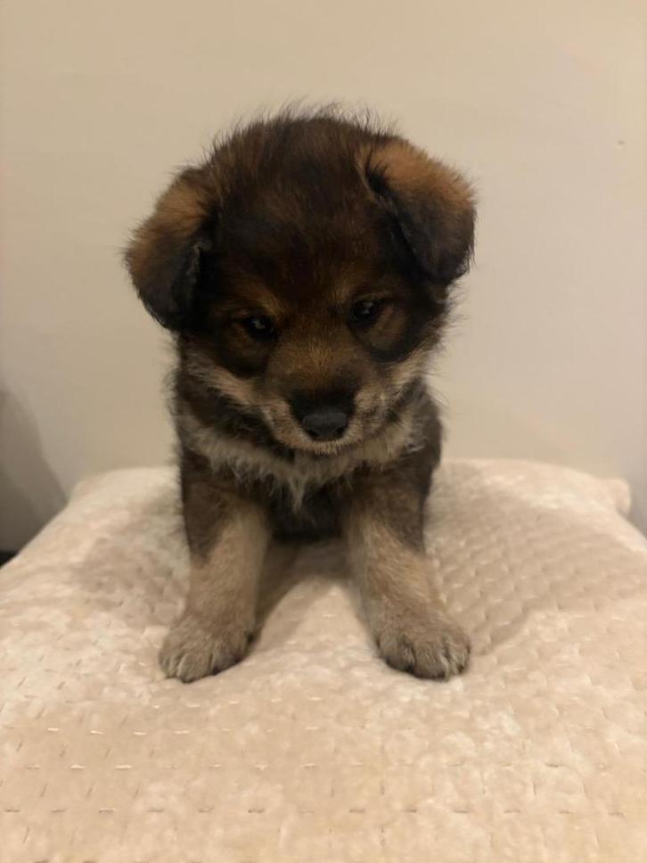 Prachtige Pomapoo reu, Dieren en Toebehoren, Honden | Chihuahua's en Gezelschapshonden, Reu, Overige rassen, Particulier, Eén hond