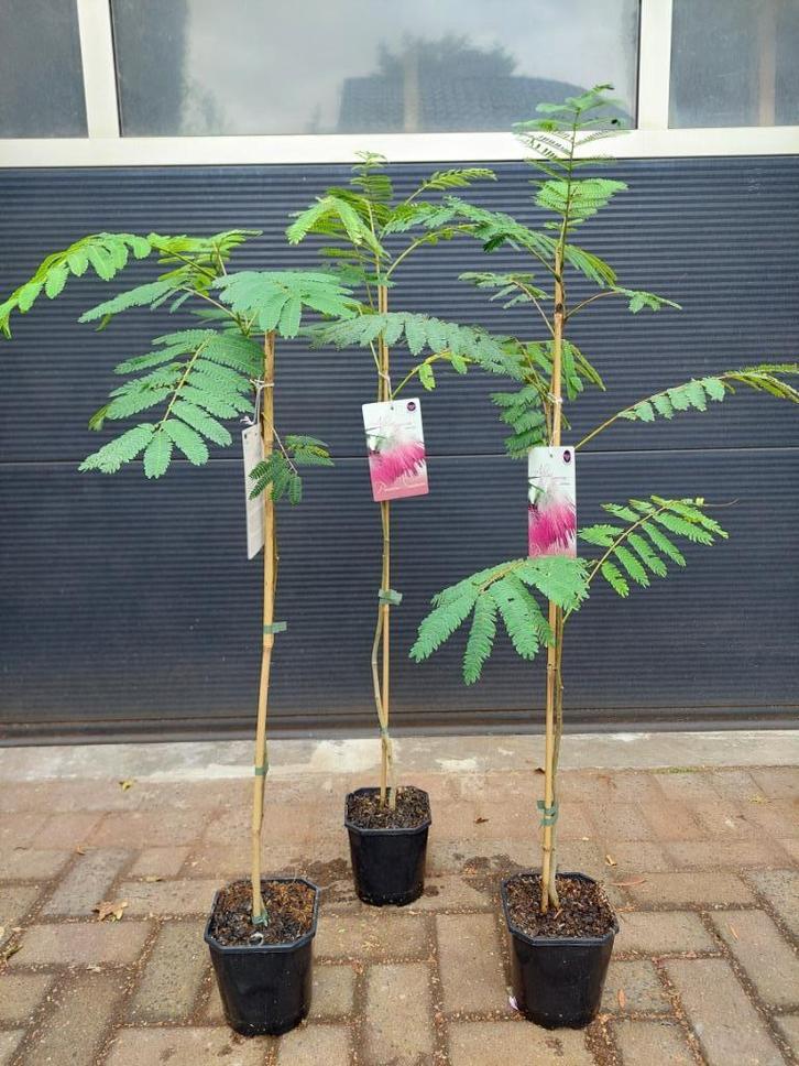Albizia Julibrissin - Perzische Slaapboom H: 100 - 115 cm., Tuin en Terras, Planten | Tuinplanten, Vaste plant, Overige soorten
