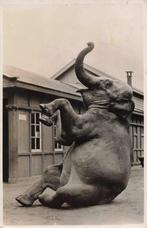 Rotterdam Diergaarde Sonny heeft een lachbui AF953, Verzamelen, Ansichtkaarten | Nederland, Ophalen, 1940 tot 1960, Gelopen, Zuid-Holland