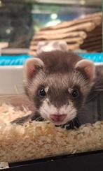 Fretten / frettenpups, Meerdere dieren, Na 1 juli 2024