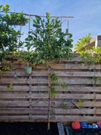 Lei laurier Prunus boom leiboom 180 cm wintergroen, Tuin en Terras, Planten | Bomen, Ophalen of Verzenden, In pot, Halfschaduw