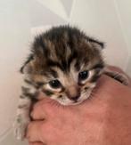 Mooie gemixte bengaal kitten te koop!, Dieren en Toebehoren, Katten en Kittens | Raskatten | Korthaar, Ontwormd, Poes