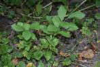 Struiken, sleedoorn, Overige soorten, Lente, Minder dan 100 cm, Ophalen