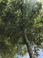 Dakboom Quercus palustrus   Parasol Dakboom Moeraseik, Tuin en Terras, Planten | Bomen, Ophalen of Verzenden, Volle zon, Overige soorten
