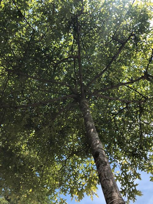 Dakboom Quercus palustrus   Parasol Dakboom Moeraseik, Tuin en Terras, Planten | Bomen, Overige soorten, Volle zon, Ophalen of Verzenden