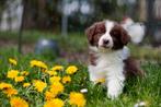 Australian shepherd pups met stamboom, Dieren en Toebehoren, CDV (hondenziekte), Meerdere, 8 tot 15 weken, Meerdere dieren