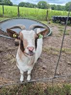 Lieve geit te koop, Dieren en Toebehoren, Schapen, Geiten en Varkens, Vrouwelijk, Geit