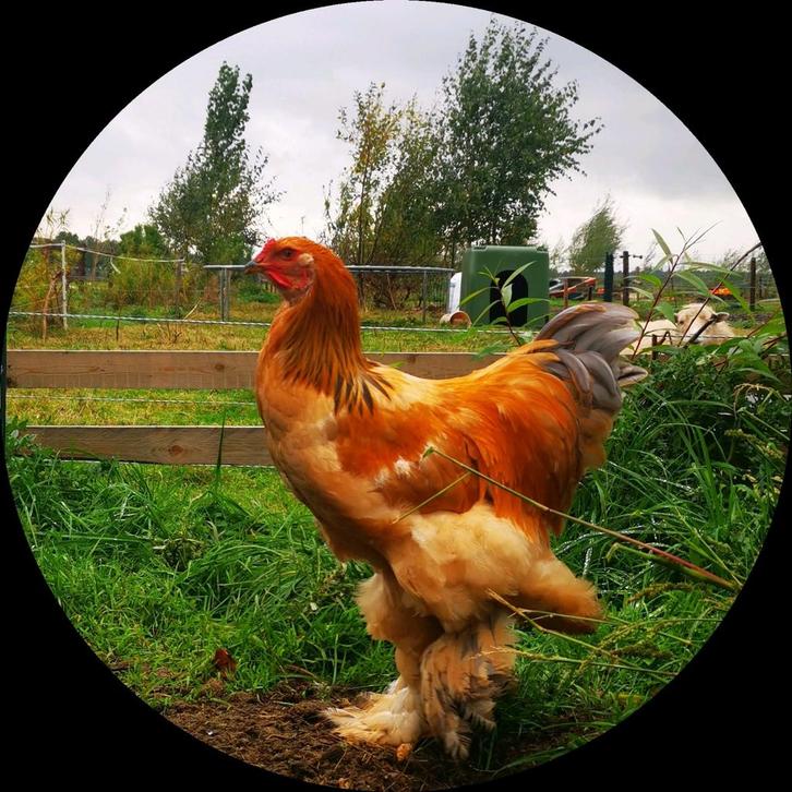 Brahma (groot!) lemon pyle haan, Dieren en Toebehoren, Pluimvee, Kip, Mannelijk