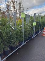 Taxus Baccata 'Groenland' 100-120cm, Tuin en Terras, Planten | Tuinplanten, Ophalen