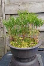 Pinus Thunbergii zaailingen voor bonsai, Tuin en Terras, Planten | Bomen, Bloeit niet, Minder dan 100 cm, Volle zon, In pot