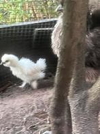 Zijdehoender zijdehoen kuikens kuiken wit zwart splash, Dieren en Toebehoren, Pluimvee, Geslacht onbekend, Kip