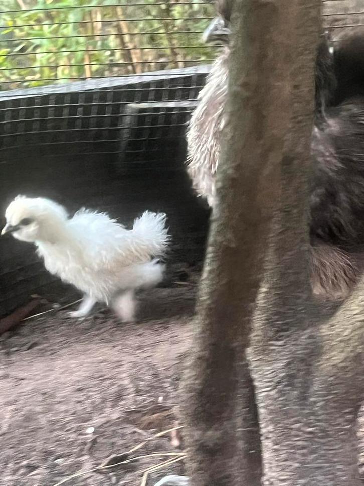 Zijdehoender zijdehoen kuikens kuiken wit zwart splash, Dieren en Toebehoren, Pluimvee, Kip, Geslacht onbekend