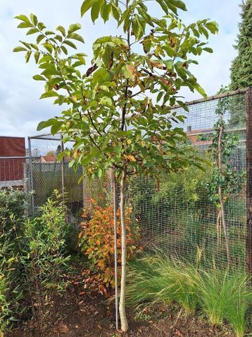 notenbomen beschikbaar voor biedingen
