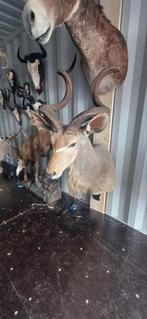 Opgezette kudu Afrika taxidermie Opgezette dieren, Verzamelen, Dierenverzamelingen, Ophalen of Verzenden, Zo goed als nieuw, Wild dier