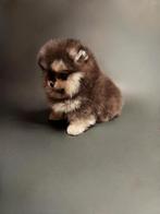 Pomeriaanse pup teacup, Particulier, Overige rassen, 8 tot 15 weken, Buitenland