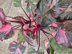 Philodendron Pink Princess Marble XXXL p25, Huis en Inrichting, Kamerplanten, Ophalen of Verzenden, Halfschaduw, Minder dan 100 cm