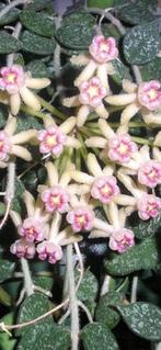 Hoya Curtisii, Ophalen of Verzenden, In pot, Halfschaduw, Minder dan 100 cm