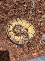 Ball python . Koningspython yellowbelly, Slang, 0 tot 2 jaar