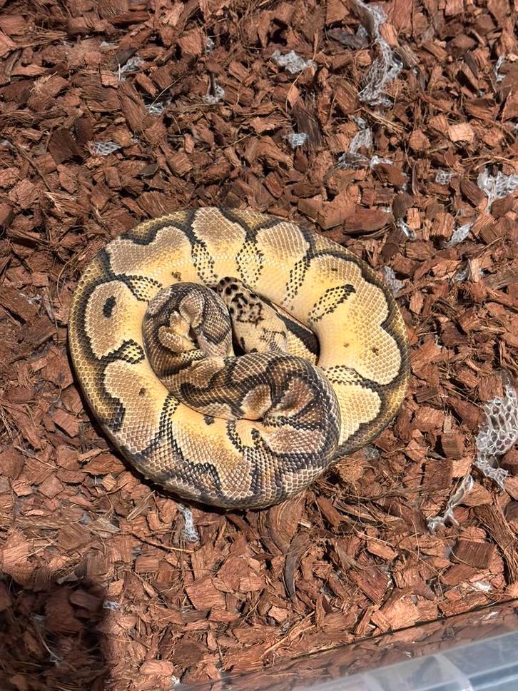 Ball python . Koningspython yellowbelly, Dieren en Toebehoren, Reptielen en Amfibieën, Slang, 0 tot 2 jaar