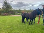 Super mooi  grote maat XL pony, Dieren en Toebehoren, Pony's, Merrie, 3 tot 6 jaar
