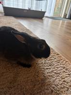 Konijn, Overige typen, Tam, Juli, Geslacht onbekend