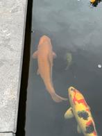 Zeer mooie bruine chagoi ca 50 cm, Dieren en Toebehoren, Vissen | Vijvervissen, Karper of Koi