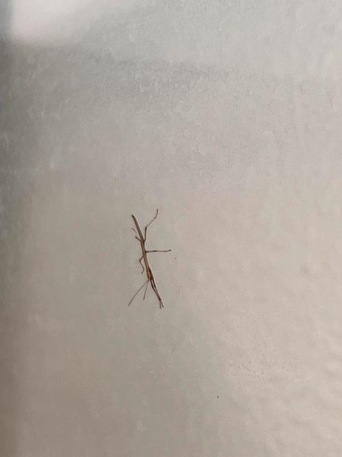 Nimfen en eitjes indische wandelende tak, Dieren en Toebehoren, Insecten en Spinnen, Wandelende tak