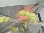 Psg 72 eitjes phyllium gigantium, Dieren en Toebehoren, Insecten en Spinnen, Wandelende tak