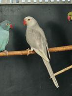 Halsbandparkiet Grijs butterkop man x Grijs cinnemon pop, Meerdere dieren, Parkiet, Geringd