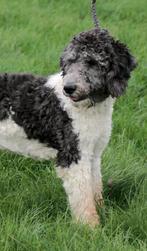 VROLIJKE MOOIE JONGE REU NINO, LABRADOODLE OPZOEK NAAR U, Rabiës (hondsdolheid), 15 weken tot 1 jaar, Reu, Eén hond