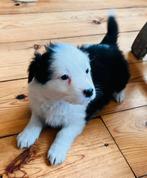 Nova scotia duck tolling mix border collie puppy/ pups/ pup, HCC (leverziekte), Overige rassen, 8 tot 15 weken, Meerdere