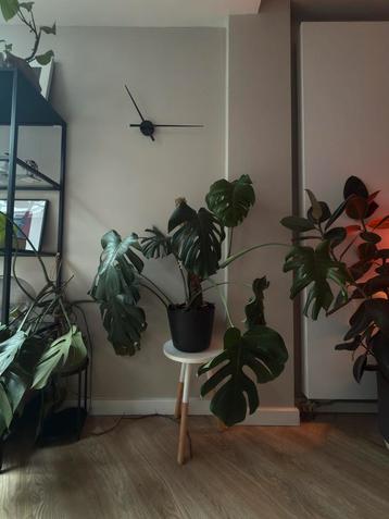 Monstera Deliciosa met Mosstok beschikbaar voor biedingen