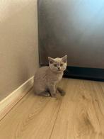 Mooie britse korthaar kitten (vrouwelijk) - lilac, Kater, Gechipt