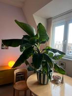 Banenenplant, plant, huisplant, pot groen creme, Huis en Inrichting, Kamerplanten, Ophalen, Halfschaduw, Minder dan 100 cm