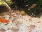 Corydoras knaacki, Dieren en Toebehoren, Vissen | Aquariumvissen, Vis, Zoetwatervis, Schoolvis