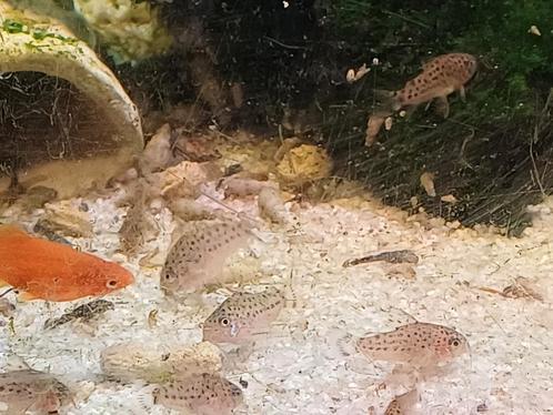 Corydoras knaacki nakweek, Dieren en Toebehoren, Vissen | Aquariumvissen, Zoetwatervis, Vis, Schoolvis