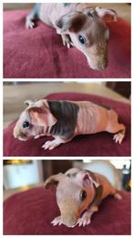 skinny beertje, December, Mannelijk