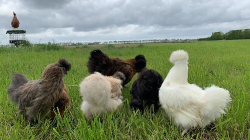 Jonge tamme zijdehoen kriel kippen, gesekst en ingeënt, Dieren en Toebehoren, Pluimvee, Kip, Vrouwelijk