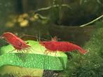Bloody Mary neocaridina garnalen, Kreeft, Krab of Garnaal