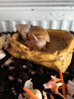 Afrikaanse reuzenslakken babys, Dieren en Toebehoren, Reptielen en Amfibieën, Amfibie