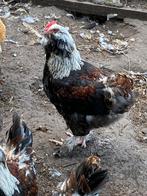 Duitse Favarolles haantjes, Dieren en Toebehoren, Pluimvee, Mannelijk, Kip