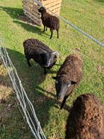 Jonge Ouessant ram, Mannelijk, Schaap