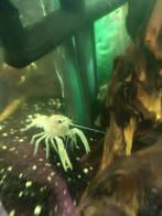 5 prachtige witte kreeftjes, Dieren en Toebehoren, Vissen | Aquariumvissen, Vis
