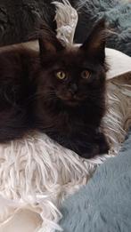 Maine coon kittens nog 1 black solid beschikbaar, Kater, Gechipt