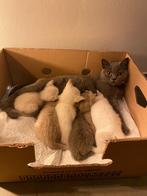 Britse korthaar kittens, Meerdere dieren, Ingeënt