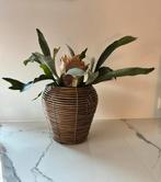 Mica bloempot met plant “Hersthoorn”, Tuin en Terras, Bloempotten, Rond, Ophalen of Verzenden, Zo goed als nieuw, Minder dan 25 cm